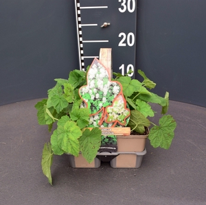 Tiarella cordifolia (4-Pack)