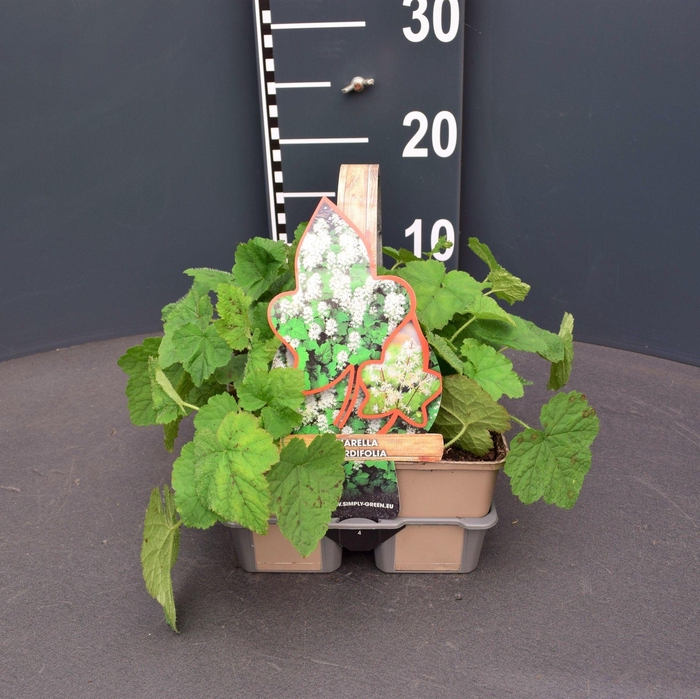 <h4>Tiarella cordifolia (4-Pack)</h4>