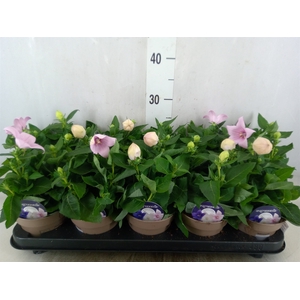 Platycodon grand. 'Astra Pink'