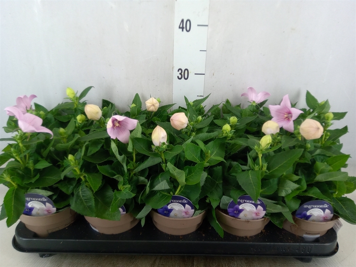 <h4>Platycodon grand. 'Astra Pink'</h4>