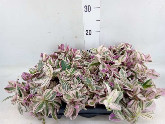 <h4>Tradescantia   ...</h4>