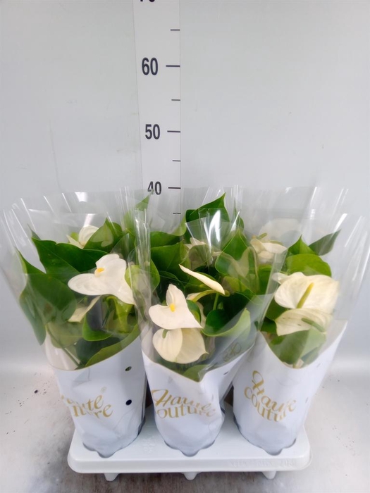<h4>Anthurium andr. 'Cocos'</h4>
