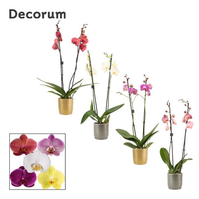 <h4>Phalaenopsis 2 tak 16+ mix in Gabriël (Deco-collection)</h4>