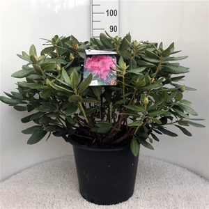 Rhodo. 'Cosmopolitan' pink