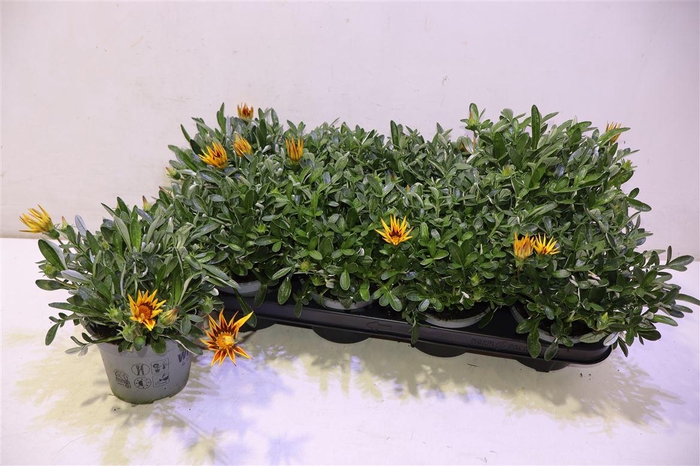 <h4>Gaz R Magic</h4>