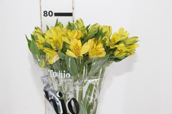 <h4>ALSTROEMERIA CARIBBEAN 080 CM</h4>