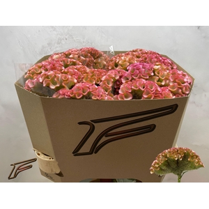 CEL C MUSE PINK