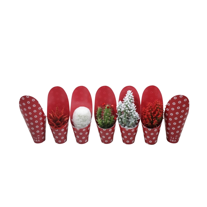 <h4>Cactus mix 5,5 cm in potcover Kerst</h4>