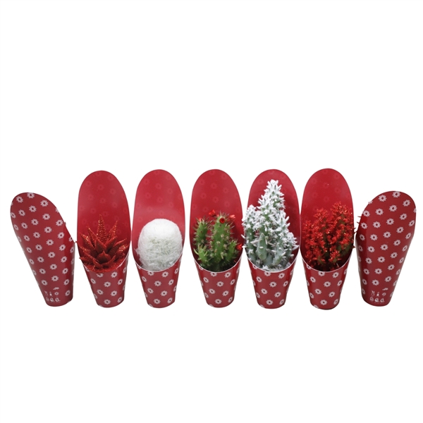 <h4>Cactus mix 5,5 cm in potcover Kerst</h4>