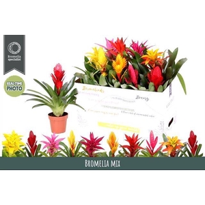 Bromelia mix 12Ø 45cm