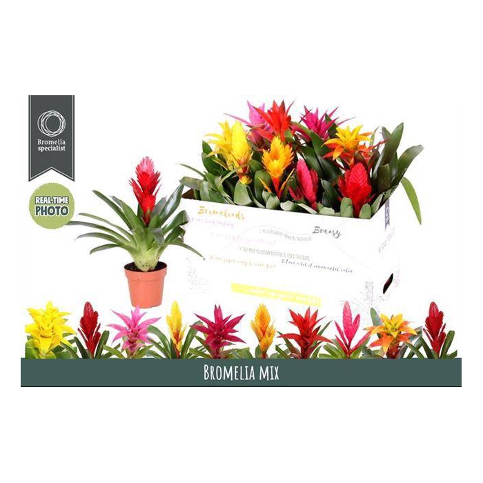 <h4>Bromelia mix 12Ø 45cm</h4>