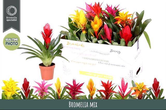 Bromelia mix 12Ø 45cm