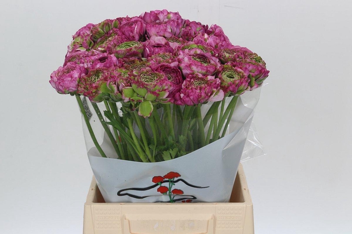 <h4>Ranunculus Pon Pon Malva</h4>