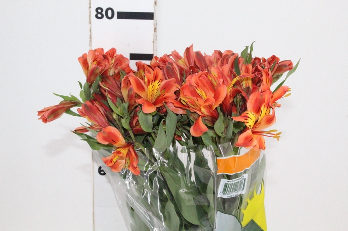 <h4>ALSTROEMERIA ORANGE QUEEN 080 CM</h4>