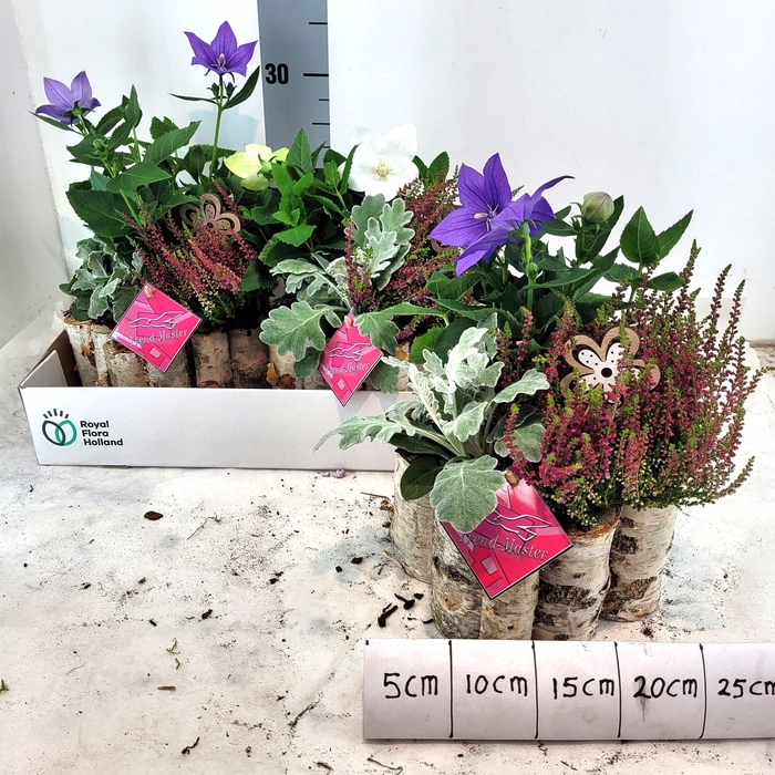 <h4>ARR TUINPLANTEN</h4>