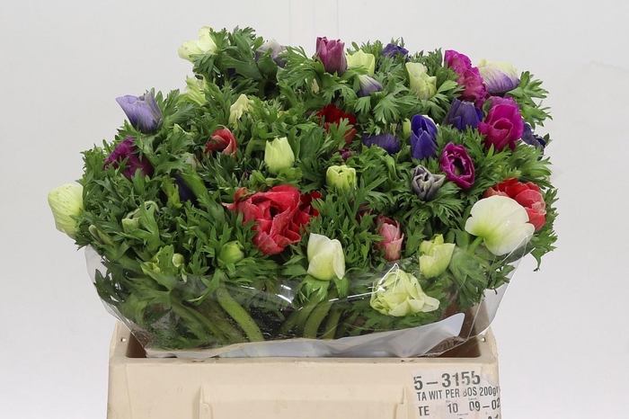 <h4>ANEM GEM BS</h4>