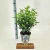 Viburnum tinus Eve Price