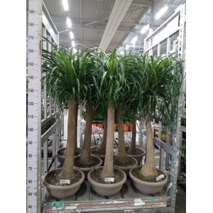 Beaucarnea recurvata