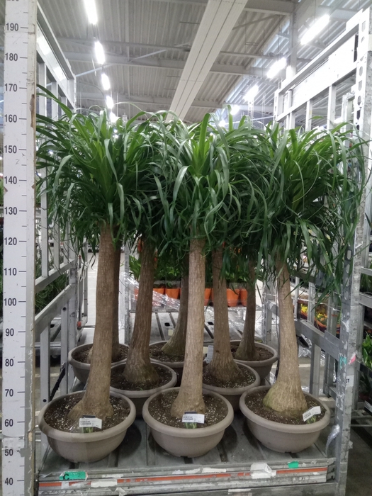 <h4>Beaucarnea recurvata</h4>