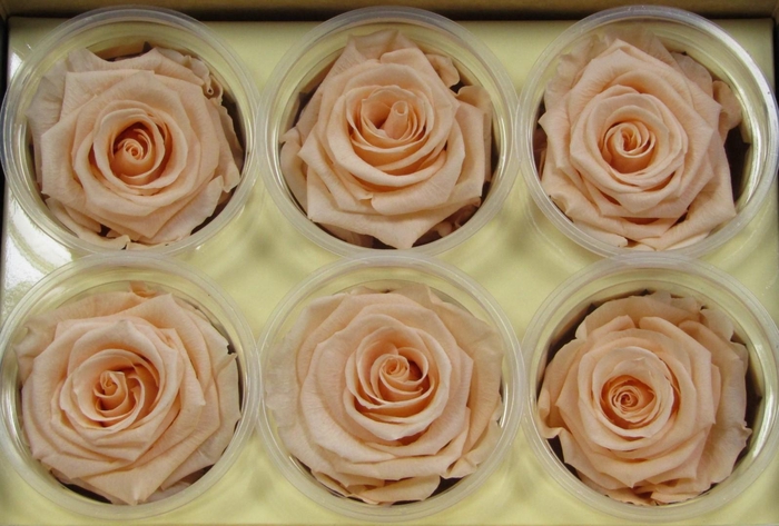 <h4>R Prs Peach Coralicious</h4>