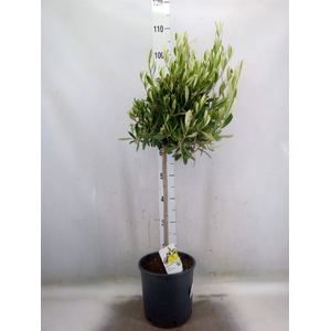 Olea europaea