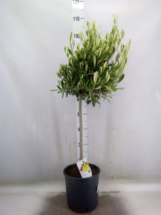 <h4>Olea europaea</h4>
