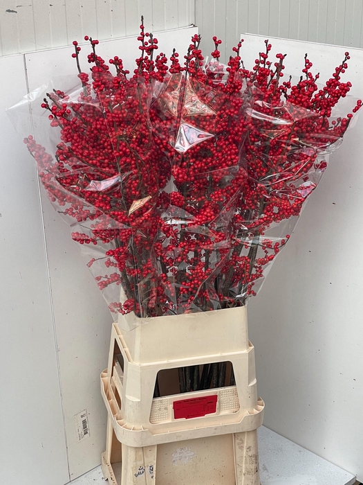 <h4>ILEX VE RODE BES</h4>