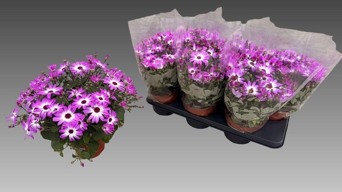 <h4>PERI C SEN PINK BIC</h4>