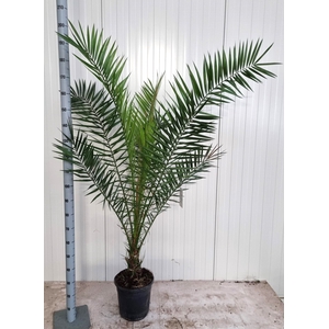 PHOENIX CANARIENSIS