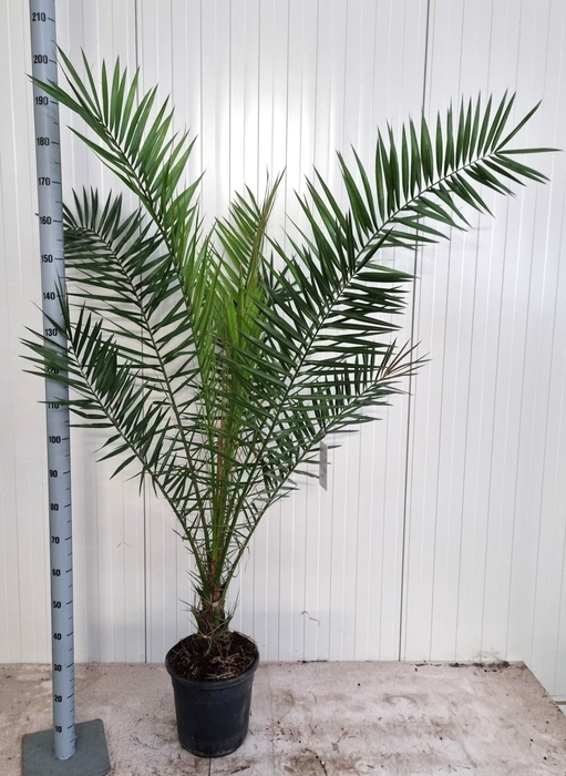 PHOENIX CANARIENSIS