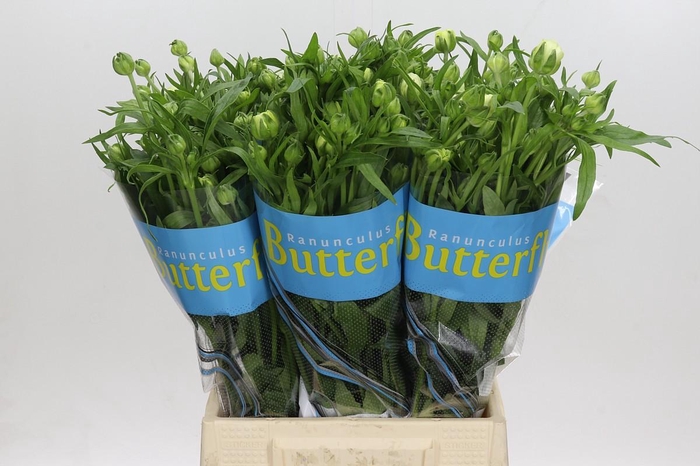 <h4>Ranunculus Butterfly Graces</h4>