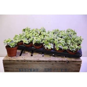 arr8 Hed He White Wonder