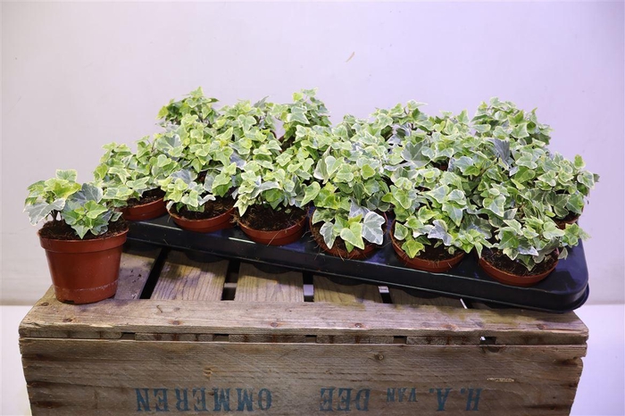 <h4>arr8 Hed He White Wonder</h4>