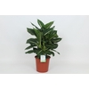 Dieffenbachia Green Magic