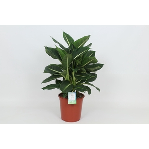 Dieffenbachia Green Magic