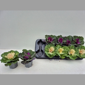 BRASSICA (SIERKOOL)