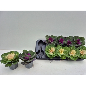 BRASSICA (SIERKOOL)