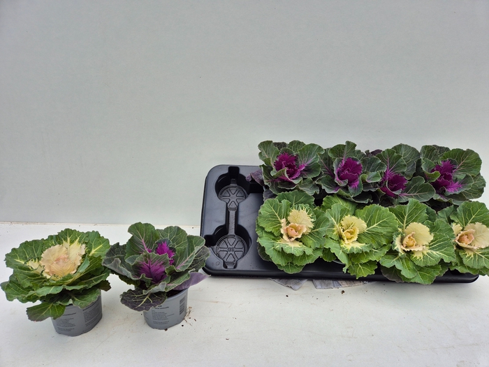 <h4>BRASSICA (SIERKOOL)</h4>