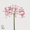 NERINE RAS VAN ROON