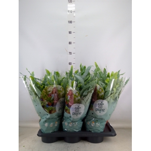 Phlebodium aureum 'Blue Star'