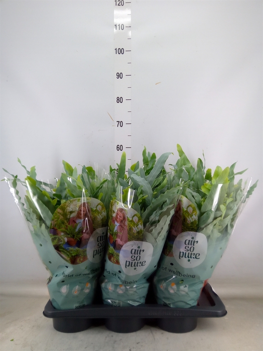 <h4>Phlebodium aureum 'Blue Star'</h4>