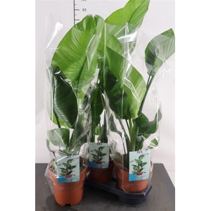 Strelitzia Nicolai 2 Pp 19 Cm. Pot