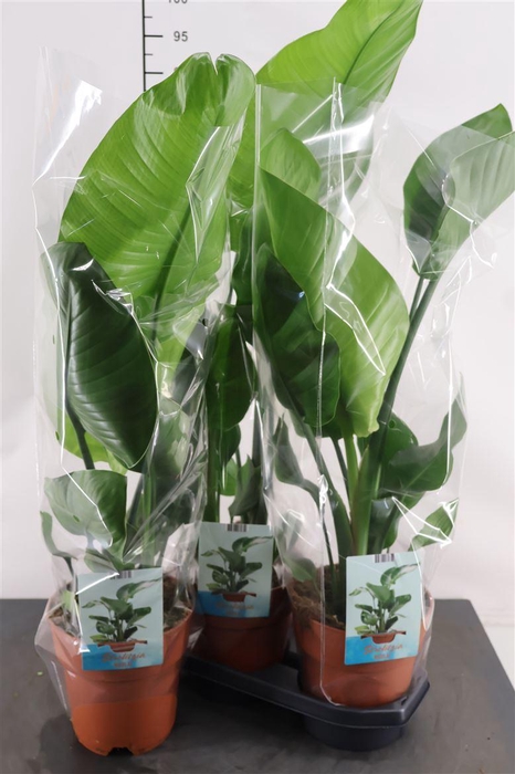 <h4>Strelitzia Nicolai 2 Pp 19 Cm. Pot</h4>