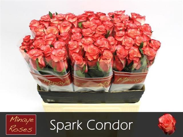 <h4>R GR SPARK CONDOR</h4>