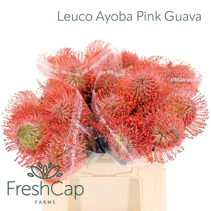 <h4>LEUCO AYOBA PIN GUAV</h4>