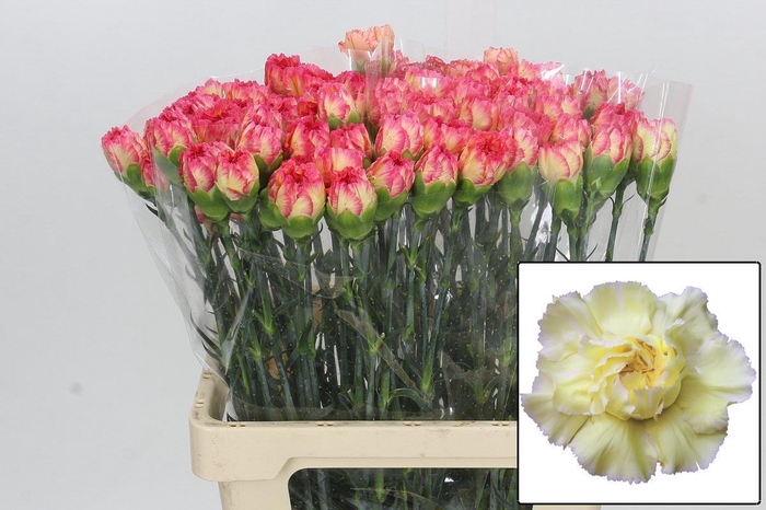 <h4>DI ST POIROT GIALLO</h4>