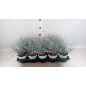 Festuca glauca 'Compacta Blue'