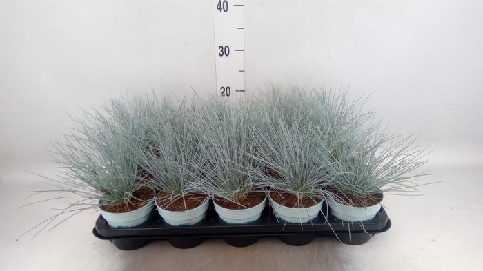 <h4>Festuca glauca 'Compacta Blue'</h4>
