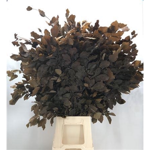 Dr Fagus Stab Brown