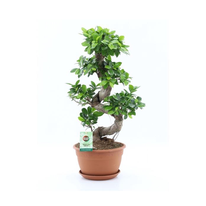 <h4>Ficus Ginseng S type</h4>